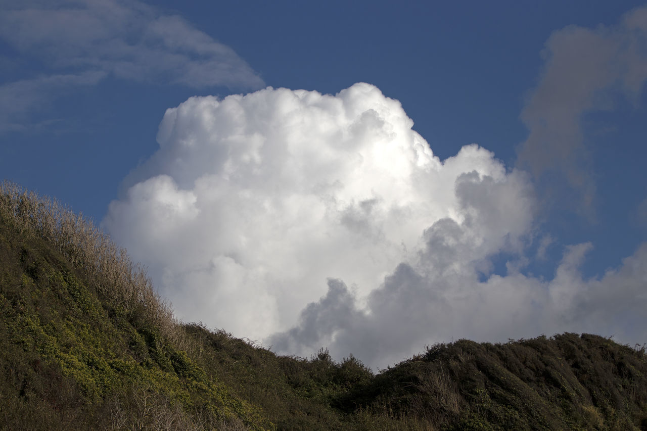 LOW ANGLE VIEW OF TREES AND MOUNTAIN AGAINST SKY