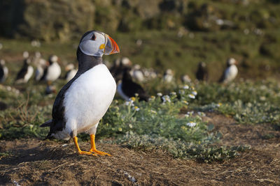 Close-up of puffin perching on field