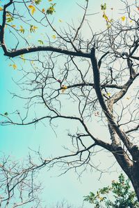 Low angle view of bare tree against clear sky