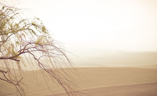 Scenic view of landscape against clear sky