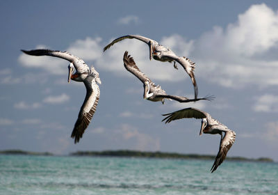 Pelicans flying over sea against sky