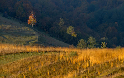 Trees on landscape during autumn