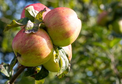 Close-up of apple on tree