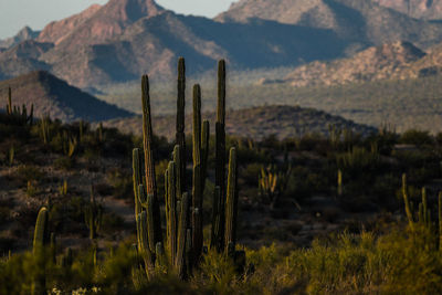 Cactus growing on field