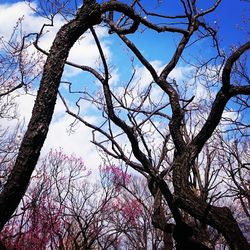 Low angle view of bare tree against blue sky