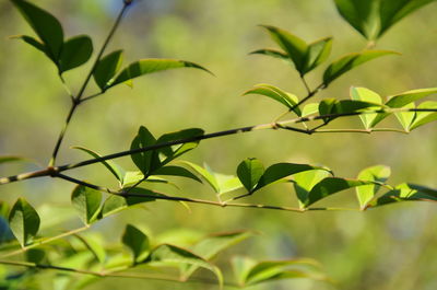 Close-up of fresh green plant