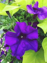 Close-up of purple flowers blooming outdoors