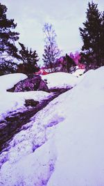 Trees on snow covered landscape