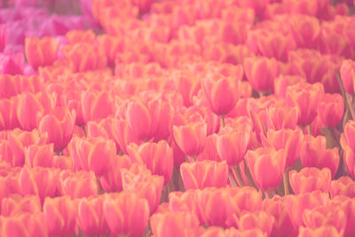 Full frame shot of pink tulips