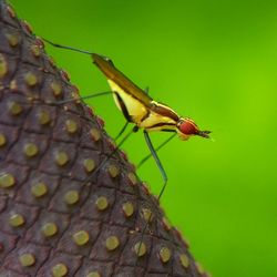 Close-up of insect on plant