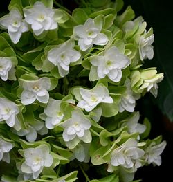 Close-up of flowers blooming outdoors