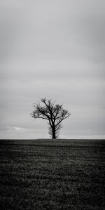 Bare tree on shore against sky