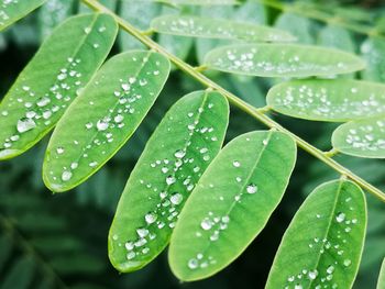 Close-up of wet leaves