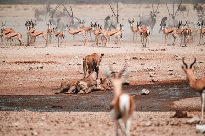 A group of lions preventing other animals from drinking in etosha national park in namibia