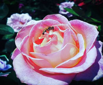 Close-up of pink rose