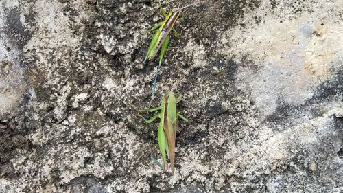 High angle view of small plant growing on field