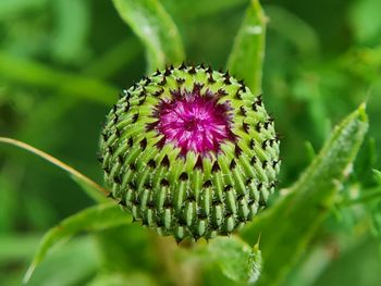 Close-up of pink flower