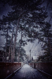 Street amidst trees against sky during winter