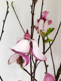 Close-up of pink magnolia on branch
