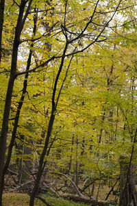 Trees in forest