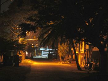 Road along trees at night