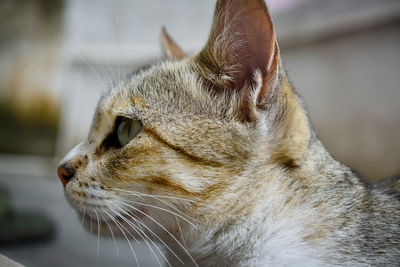 Close-up of a cat looking away