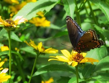 Close-up of butterfly on flower