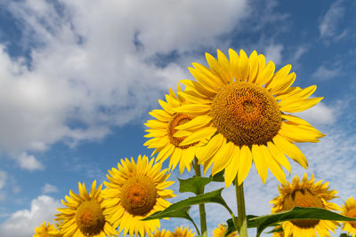 Sunflower field in sunny tuscany, yellow sea of flowers on the blue sky.