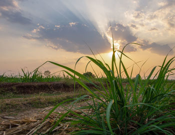 Close-up of grass on field against sky during sunset