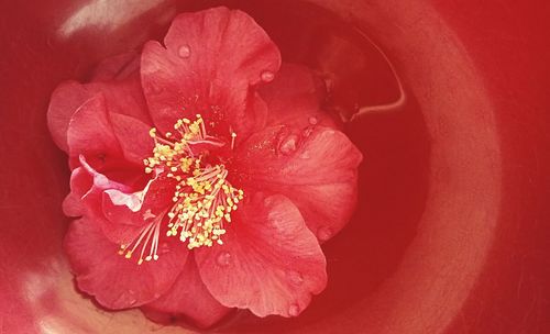 Close-up of red hibiscus blooming outdoors