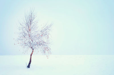 Plant against clear blue sky during winter