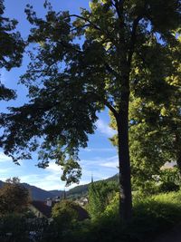 Low angle view of trees against sky