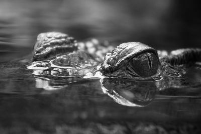 Close-up of crocodile swimming above water, eyes.