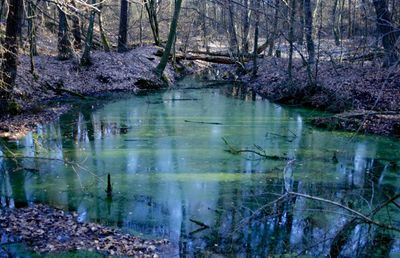 Reflection of trees in water