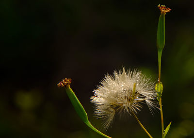 Close-up of dandelion flower