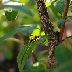 Close-up of insect on plant