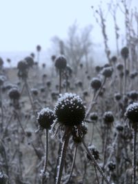 Close-up of flowers against sky