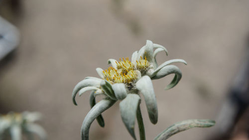 Close-up of white flowers