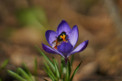 Close-up of bee on purple flower