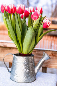 Close-up of potted plant on table