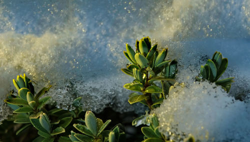 Close-up of plant against sky