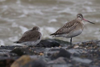 Close-up of bird perching on water