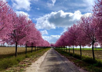 View of cherry trees along road