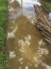 Reflection of trees in lake