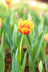 Close-up of flowering plant on field