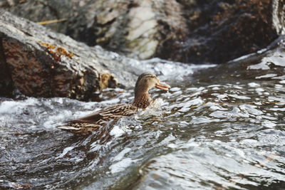 Duck in a lake