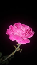 Close-up of pink rose against black background