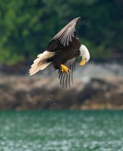 Bird flying over lake
