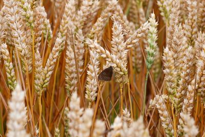 Close-up of insect on wheat field