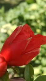 Close-up of red flowers